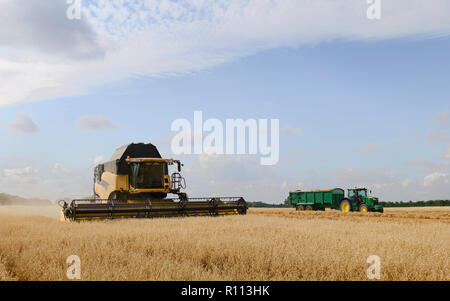 Moderne Maschinen Ernten ein Feld von Hafer auf einem hellen sonnigen Morgen im Sommer am 10. August 2018 in Beverley, Yorkshire, Großbritannien. Stockfoto