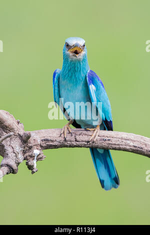 Europäische Rolle (Coracias garrulus) Aufruf auf einem Zweig, Hortobagy National Park, Ungarn Stockfoto