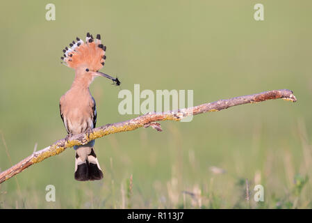 Eurasischen Wiedehopf (Upupa epops) hocken auf einem Zweig mit angehobenem Crest, Ungarn Stockfoto