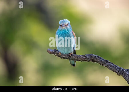 Europäische Rolle (Coracias garrulus) hocken auf einem Zweig, Hortobagy National Park, Ungarn Stockfoto