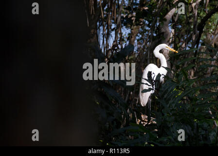 Silberreiher oder Weiße Reiher (Casmerodius albus) in dunklen Dschungel Mangrovenwald, Celestun, Mexiko Stockfoto