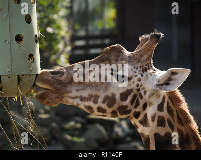 Nahaufnahme von Giraffe Essen, in der rhenen Zoo fotografiert, die Niederlande Stockfoto