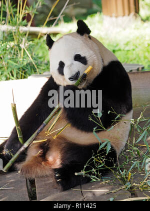 Panda Bär sitzend, während Bambus Essen, Rhenen Zoo, den Niederlanden. Panda Bären sind sehr selten in Zoos ausserhalb Chinas, die durch ihre spezielle Diät. Stockfoto