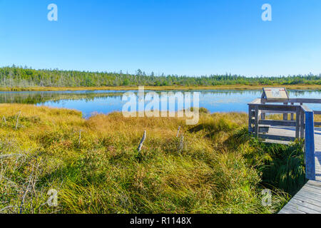 Alma, Kanada - 24 September 2018: Ansicht von Sumpfland in der Caribou Plain, Fundy National Park, New Brunswick, Kanada Stockfoto