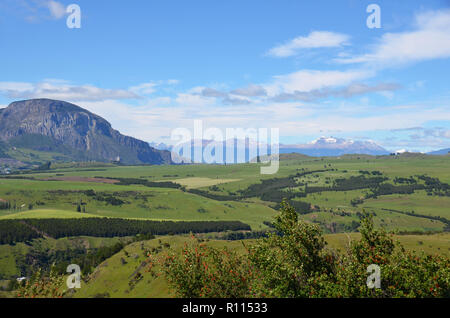 Kühe in den Hügeln, Guadal, Chile Stockfoto