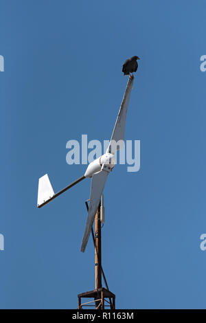 Junge schwarze accipitriformes sitzt auf einem Rotorblatt einer Windmühle, Yucatan, Mexiko. Stockfoto