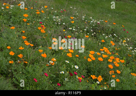 Blumenwiese, Padstow, Cornwall, England, Großbritannien Stockfoto