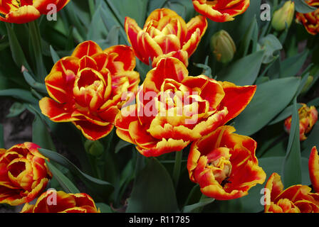 Tulipa hohe Roler (Double Ende Gruppe) Blüte. Frühling in den Niederlanden. Stockfoto