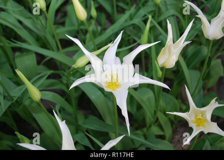Tulipa White Star (Triumph Gruppe) im Park gewachsen. Frühling in den Niederlanden. Stockfoto