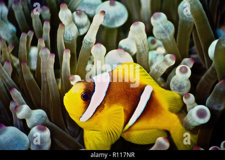 Ein clownfisch (Amphiprion bicinctus: 6 cms.) Zuflucht in seinem Wirt Anemone (Entacmaea quadricolor). Anemonenfische sind symbiotische Beziehungen mit Anemonen, die Sie von räuberischen Angriff im Austausch für einen Ort der Zuflucht zu schützen. Sie sind doughty Verteidiger ihrer Lebensräume und wird manchmal sogar versuchen weg zu jagen sich Taucher! Wenn Sie sich bedroht fühlen, die sie unter vielen Tentakeln der Anemone verstecken, die stechen Nematozysten, von denen sie immun sind. Verschiedene Arten von clownfisch werden üblicherweise auf Korallenriffe, wo Sie ernähren sich hauptsächlich von Copepoden und Algen auftreten. Ägyptischen Roten Meer. Stockfoto