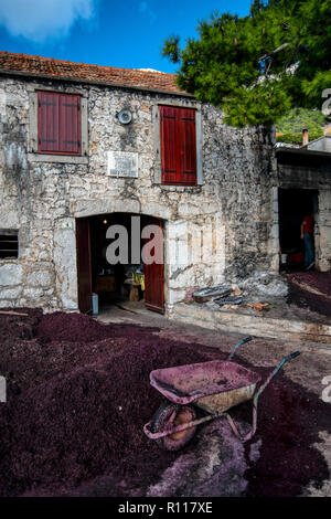 Grappa Produktion im Dorf Sveta Nedilja auf der Insel Hvar, Kroatien. Trester - links über der Weinbereitung nach Drücken der Traube. Stockfoto