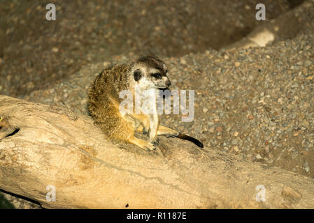 Schlank-tailed Erdmännchen (Suricata suricatta) Stockfoto