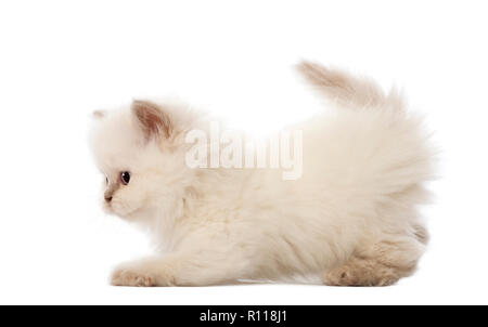 Britisch Langhaar Kätzchen, 5 Wochen alt, vor weißem Hintergrund Stockfoto