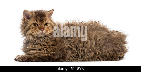 Seitenansicht eines Selkirk Rex liegen, isoliert auf weißem Stockfoto