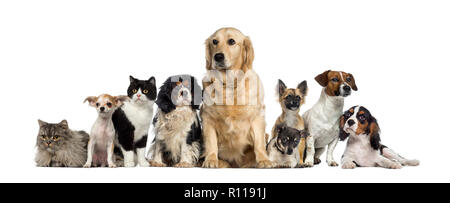 Gruppe von Hunden und einer Katze Stockfoto