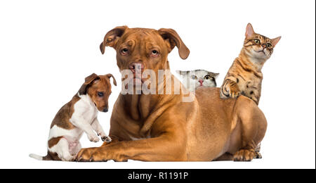 Katzen und Welpen spielen und versteckt sich hinter einer Bordeauxdogge Stockfoto