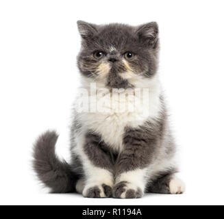 Exotic Shorthair Kitten (3 Monate alt) Stockfoto
