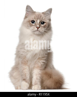 Ragdoll Katze, 1 Jahr alt, vor weißem Hintergrund sitzen Stockfoto