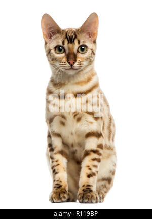 Vorderansicht eines Bengal Katze sitzt, in die Kamera schaut, 5 Jahre alt, ist auf weissem isoliert Stockfoto
