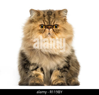 Vorderansicht eines mürrischen Persischen Katze konfrontiert, in die Kamera schaut, weiss, isoliert Stockfoto