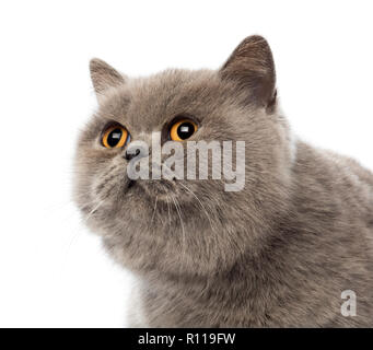 Scottish Fold, 3 Jahre alt, vor weißem Hintergrund Stockfoto