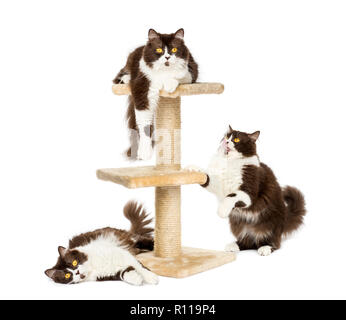 Britisch Langhaar Katzen auf eine Katze Baum, isoliert auf weißem Stockfoto