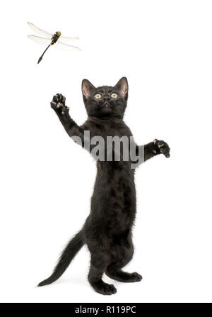 Schwarze Katze auf die Hinterbeine und versuchte zu fangen eine Libelle fliegen Stockfoto