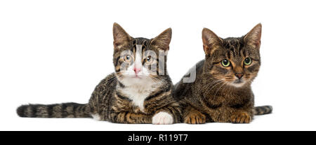 Zwei Kätzchen Stockfoto