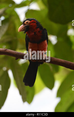 Bärtige barbet Vogel sitzt auf einem Ast. Stockfoto