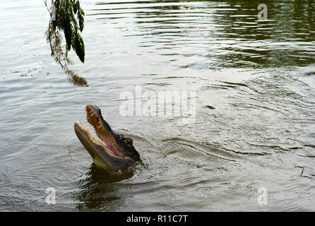 Krokodil Kopf über dem Wasser eines Bayou Rucken an Etwas Stockfoto