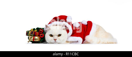 Süße Sahne nach Britisch Kurzhaar Katze in Santa Anzug flach nach unten mit grünen xmas Tasche gekleidet, mit gelben Augen und verlassen Sie sich auf cam Stockfoto