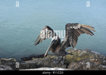 Große pelican mit Federn an den Flügeln in der Aruba sun. Stockfoto