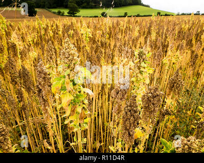 Bereich der Reifung Quinoa auf einem Bauernhof in North Somerset Englandd UK Stockfoto