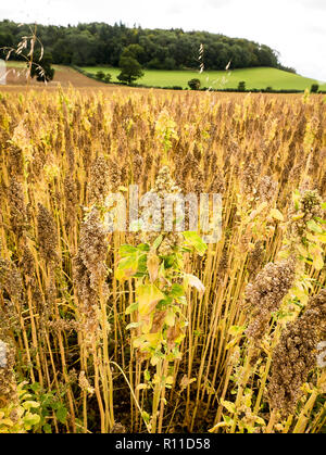 Bereich der Reifung Quinoa auf einem Bauernhof in North Somerset Englandd UK Stockfoto