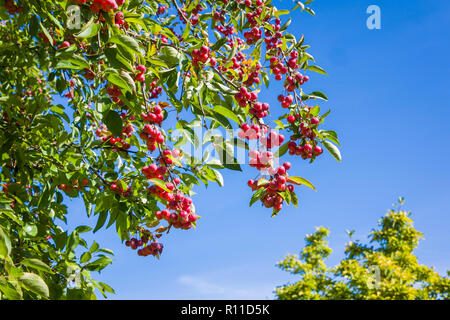 Chinesische Crab Apple tree Lager leuchtend rote Früchte im September 2004 in einem Englischen Garten in Großbritannien Stockfoto