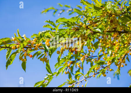 Herbst Früchte auf Malus transitoria oder Cut-blatt Crabapple) in einen Englischen Garten im September UK Stockfoto