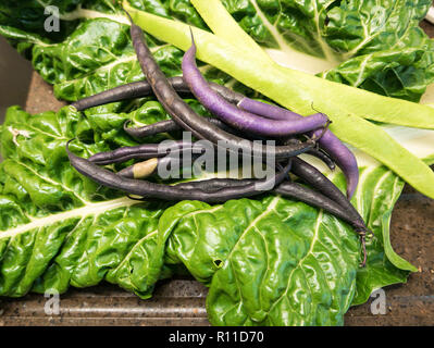 Frisch gepflückte Gemüse aus dem Garten im Herbst. Mangold und Zwerg Bohnen Purple Teepee Stockfoto