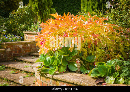 Die herrlichen Blüten Pfingstrose Schüssel von Schönheit, sind vorbei. Jetzt ist es Herbst und die Anlage continures als seine Blätter zu mellow Gelb ein Stockfoto