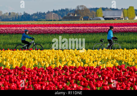 Radfahrer reiten durch die Tulpenfelder in der Skagit Valley, Washington State, USA. Skagit Valley Tulip Festival. Stockfoto