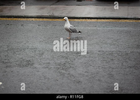 Eine einzige Möwe Stand auf einer Straße in St Andrews, Schottland Stockfoto