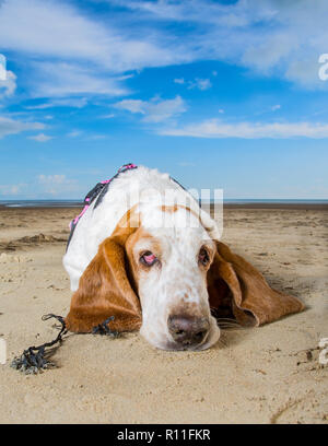 Basset Hound auf einem Strand Stockfoto