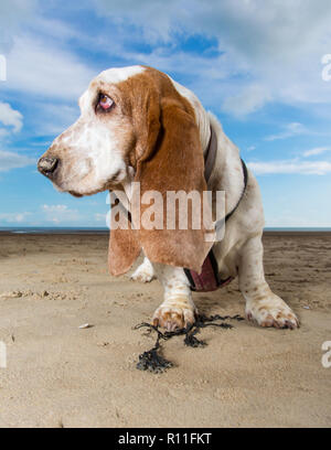 Basset Hound auf einem Strand Stockfoto