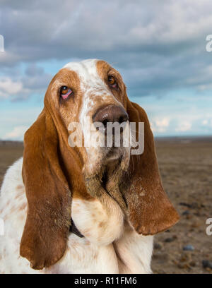 Basset Hound auf einem Strand Stockfoto