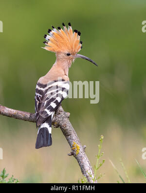 Eurasischen Wiedehopf (Upupa epops) hocken auf einem Zweig mit angehobenem Crest, Ungarn Stockfoto