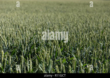 Weizen Köpfe in einem Feld