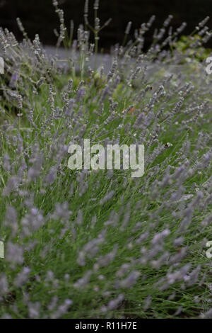 Lavendel Bush mit einer geringen Tiefenschärfe und grüner Hintergrund Stockfoto