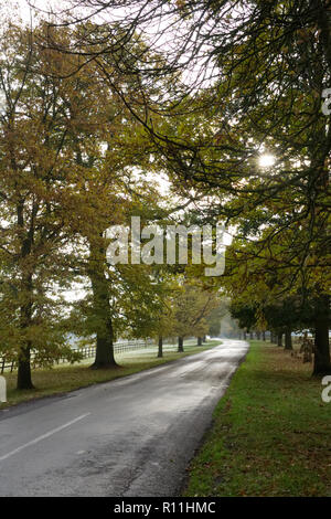 Quercus. Eichen Futter ein Englischer country lane im Herbst. Stockfoto