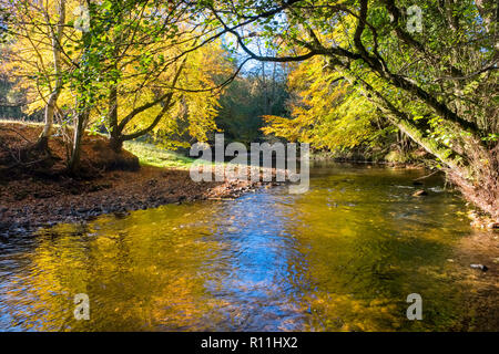 Den Fluss Dane im Herbst. Der Fluss fließt durch Gradbach in der Staffordshire Moorlands Bereich des Peak District National Park, Großbritannien Stockfoto