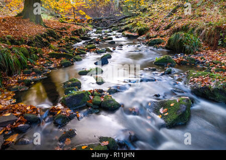 Den Fluss Dane im Herbst. Der Fluss fließt durch Gradbach in der Staffordshire Moorlands Bereich des Peak District National Park, Großbritannien Stockfoto