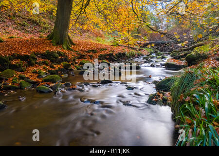 Den Fluss Dane im Herbst. Der Fluss fließt durch Gradbach in der Staffordshire Moorlands Bereich des Peak District National Park, Großbritannien Stockfoto